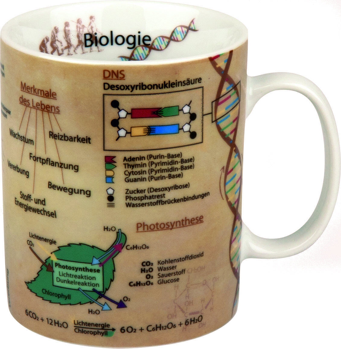 KÖNITZ 1113301624 Wissensbecher BIOLOGIE 490 ml aus Porzellan / Motivbecher