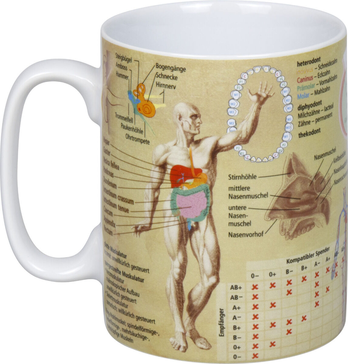 KÖNITZ 1113301709 Wissensbecher MEDIZIN 490 ml aus Porzellan / Motivbecher – Bild 2