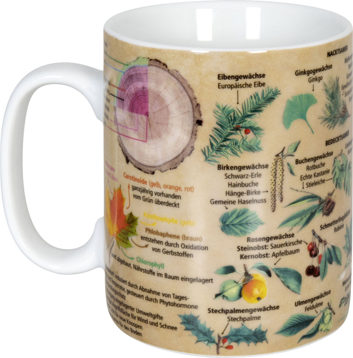 KÖNITZ 1113302443 Wissensbecher BÄUME 490 ml aus Porzellan / Motivbecher – Bild 2