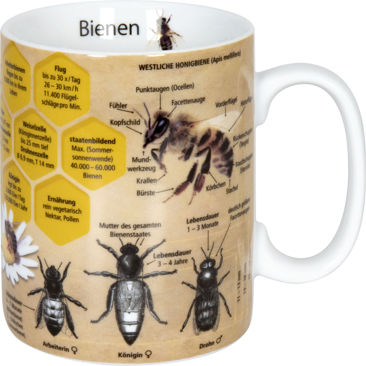 KÖNITZ 1113302445 Wissensbecher BIENE 490 ml aus Porzellan / Motivbecher